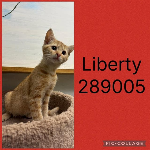 Unknown - Domestic Short Hair