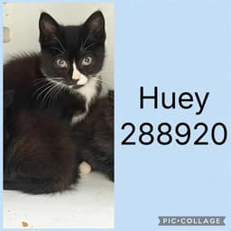 Huey image 1