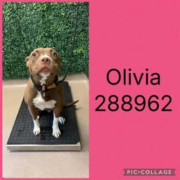 Olivia image 1