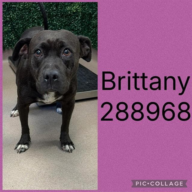 Brittany - Pit Bull Terrier