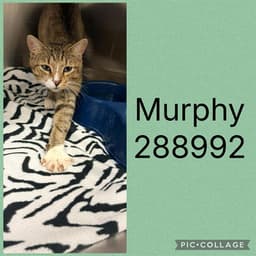 Murphy image 1