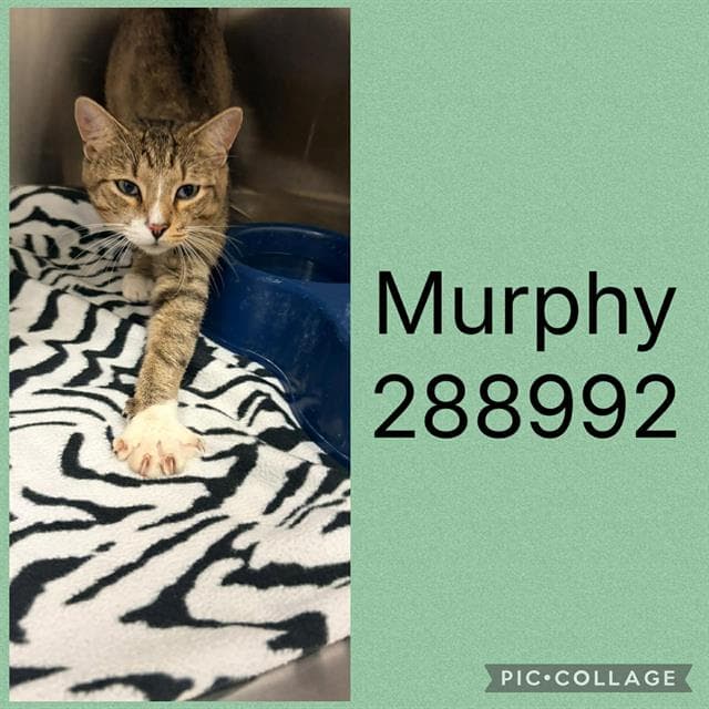 Murphy - Domestic Short Hair