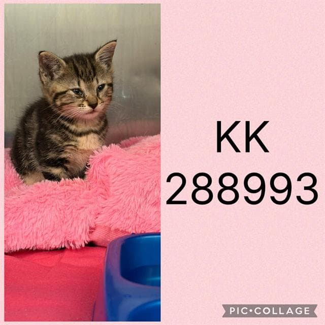 Kk - Domestic Short Hair