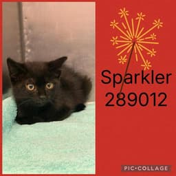 Sparkler image 1