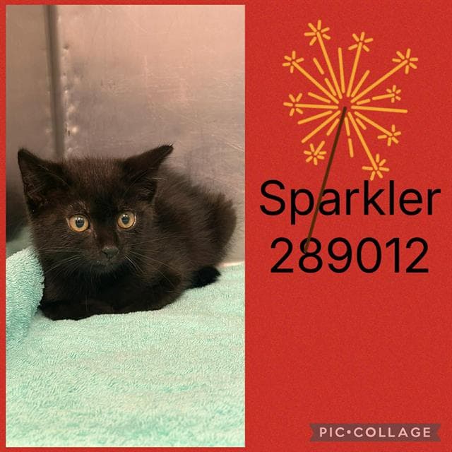 Sparkler - Domestic Short Hair