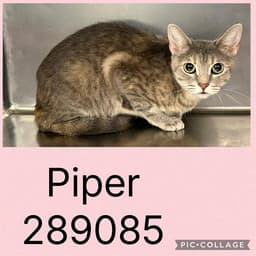 Piper image 1