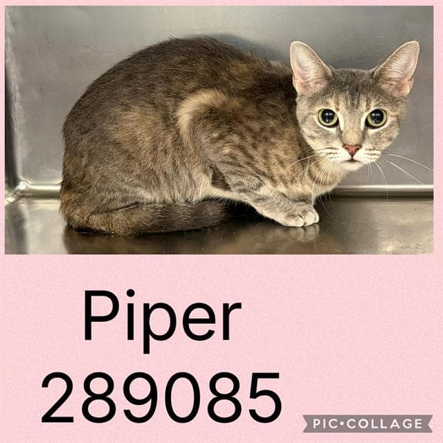 Piper - Domestic Short Hair
