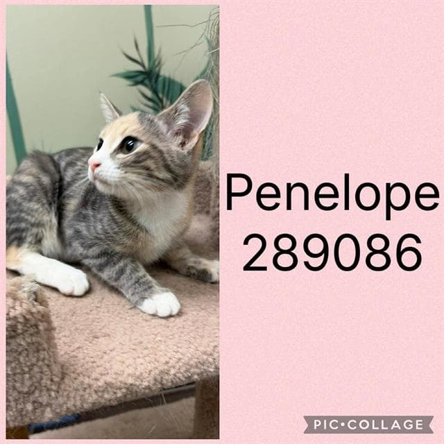 Penelope - Domestic Short Hair