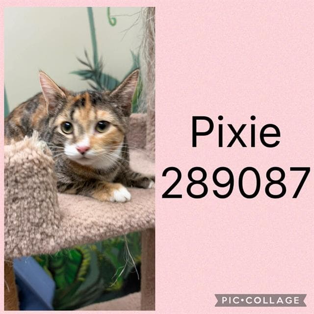 Pixie - Domestic Short Hair