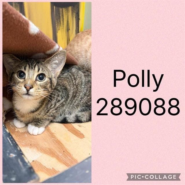 Polly - Domestic Short Hair