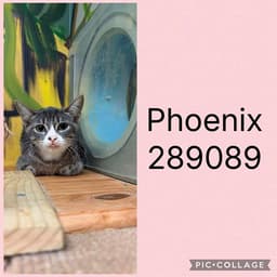 Phoenix image 1