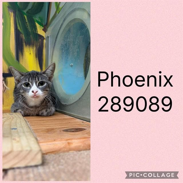Phoenix - Domestic Short Hair