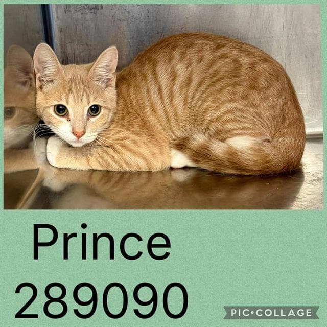 Prince - Domestic Short Hair