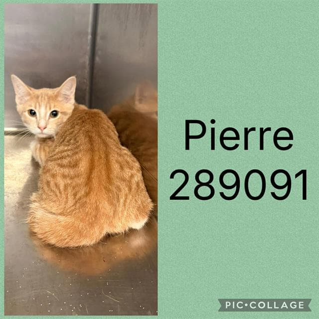 Pierre - Domestic Short Hair