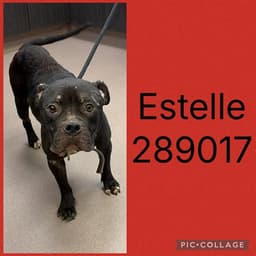 Estelle image 1