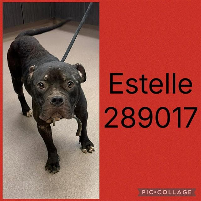 Estelle - Bulldog