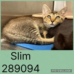 Slim image 1