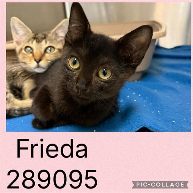 Frieda - Domestic Short Hair