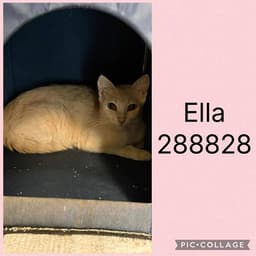 Ella image 1