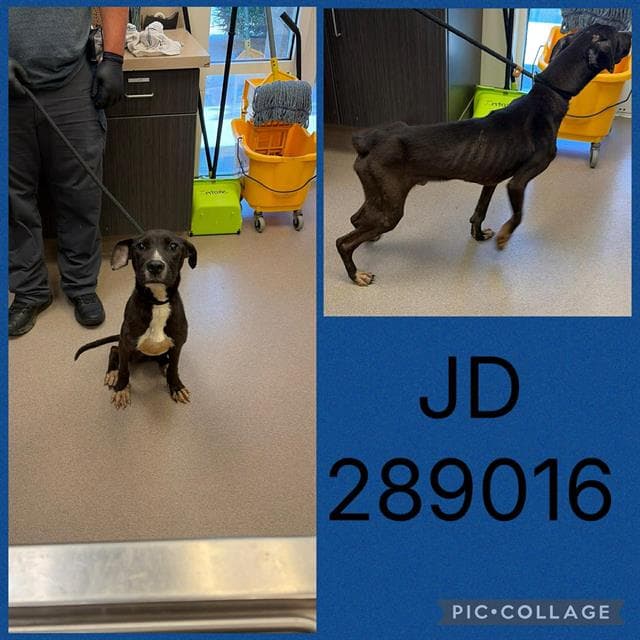 Jd - Pit Bull Terrier