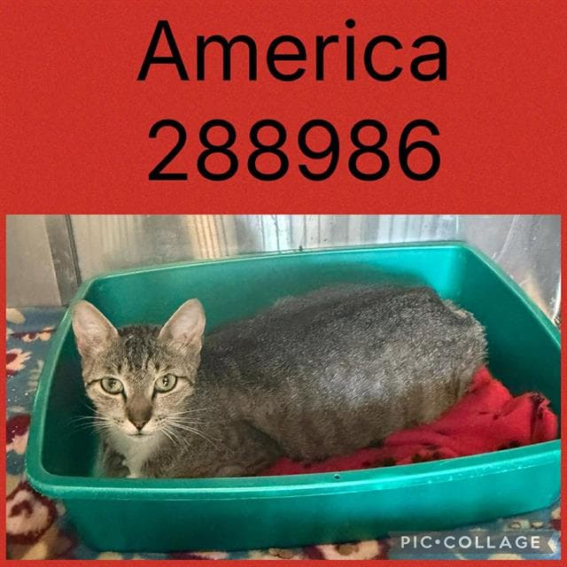 America - Domestic Short Hair