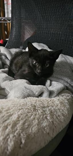 Maddox image 1