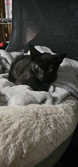 Maddox - Domestic Short Hair