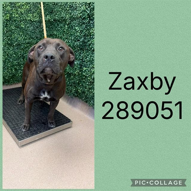 Zaxby - Labrador Retriever