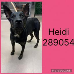 Heidi image 1