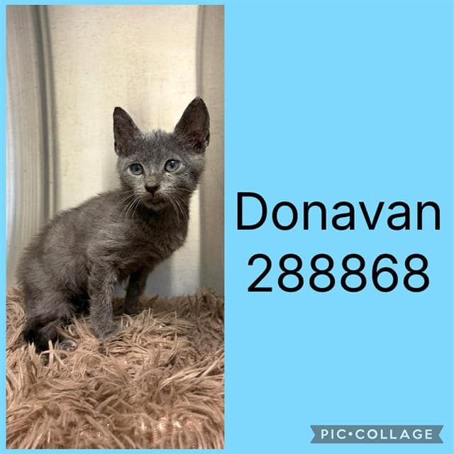 Donavan - Domestic Short Hair