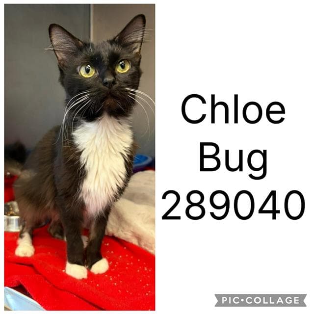 Chloe Bug - Domestic Short Hair