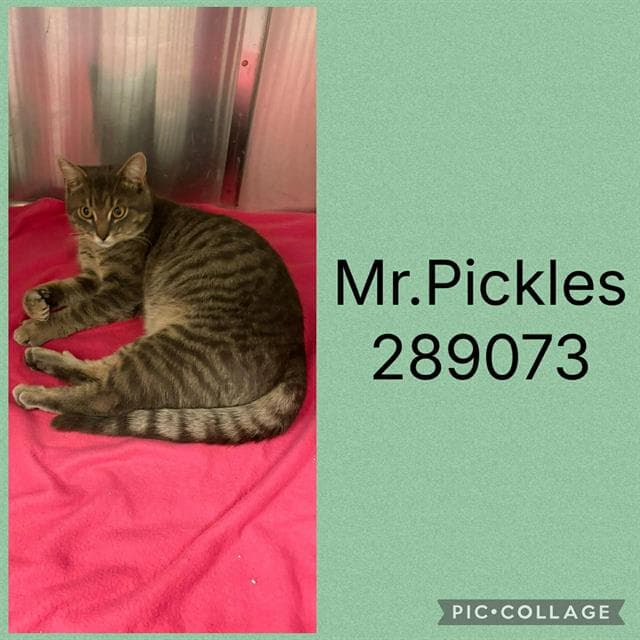 Mr Pickles - Domestic Short Hair