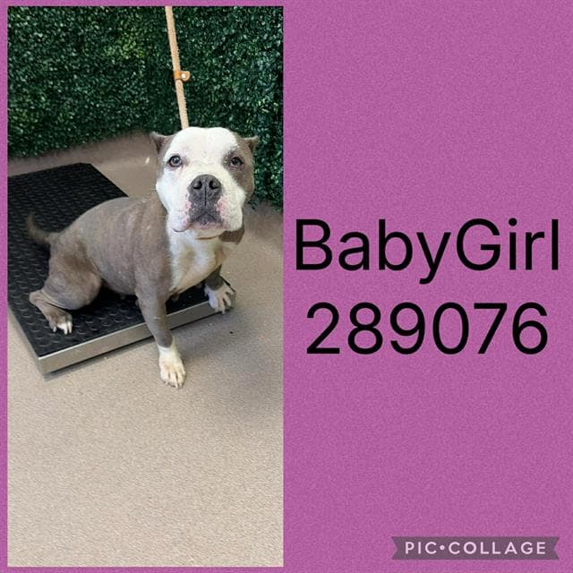 Baby Girl - Pit Bull Terrier