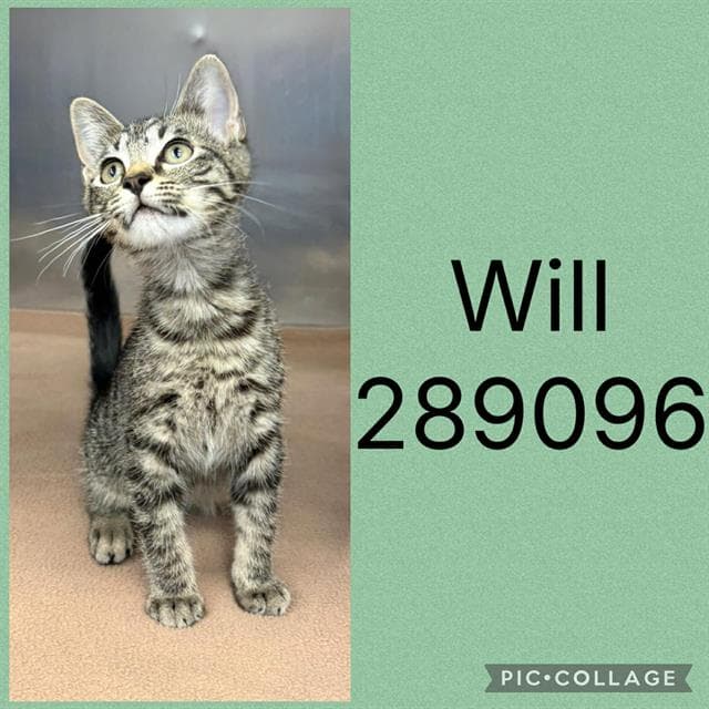 Will - Domestic Short Hair