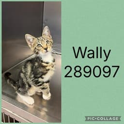Wally image 1