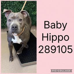 Baby Hippo image 1