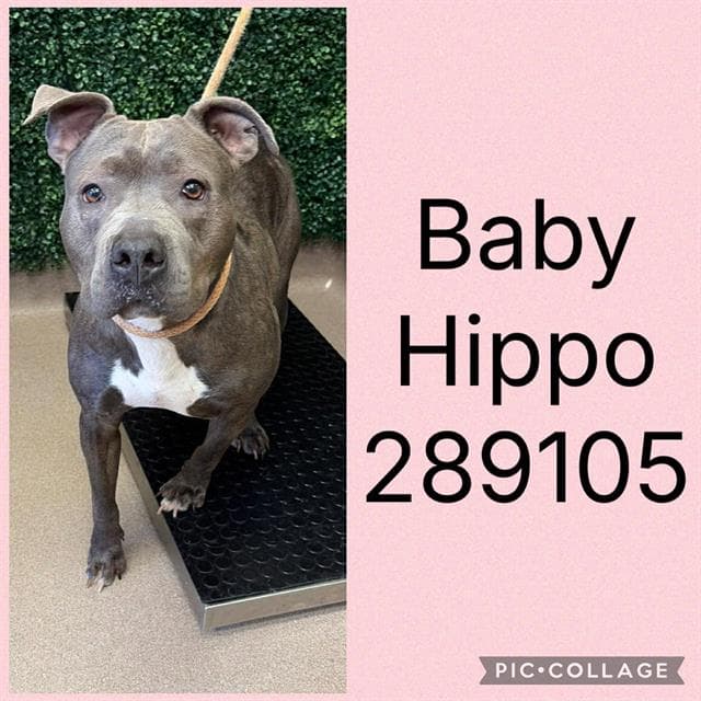 Baby Hippo - Pit Bull Terrier