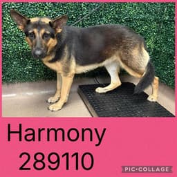 Harmony image 1