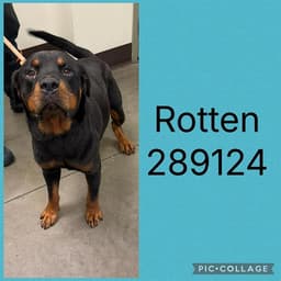 Rotten image 1