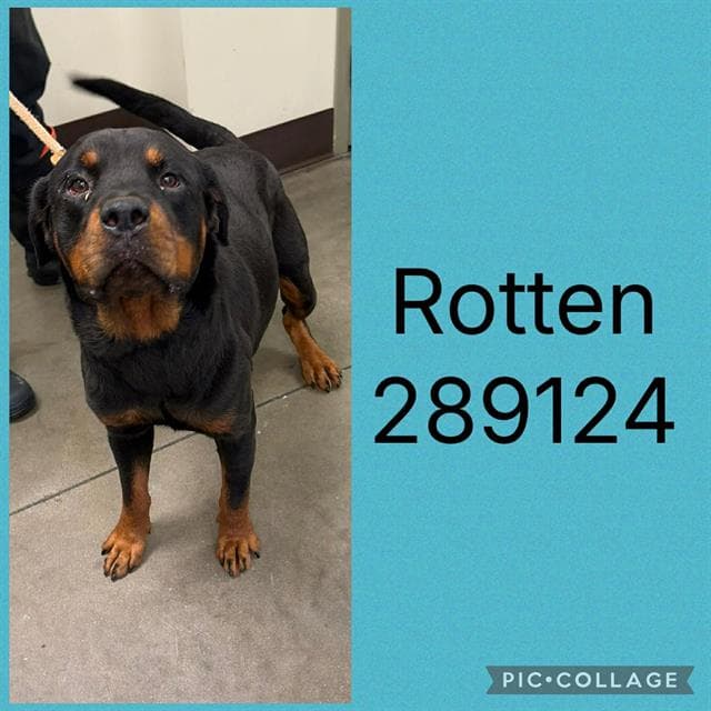 Rotten - Rottweiler