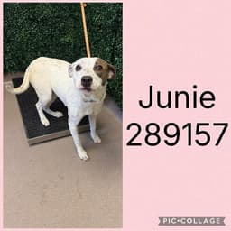 Junie image 1