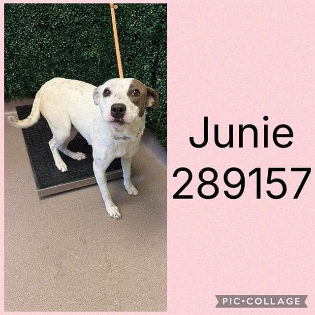 Junie - Pit Bull Terrier