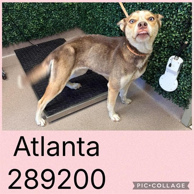 Atlanta - Siberian Husky