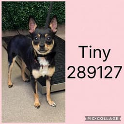 Tiny image 1