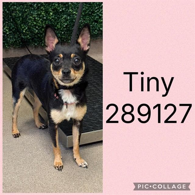 Tiny - Chihuahua