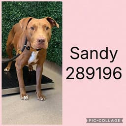 Sandy image 1