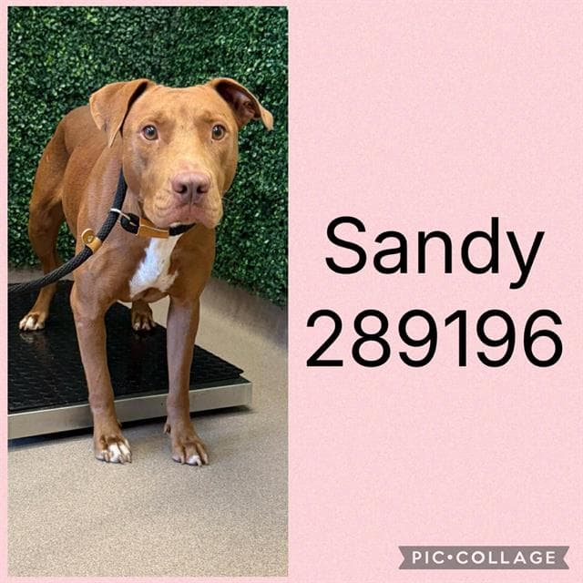 Sandy - Labrador Retriever