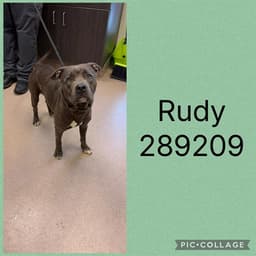 Rudy image 1