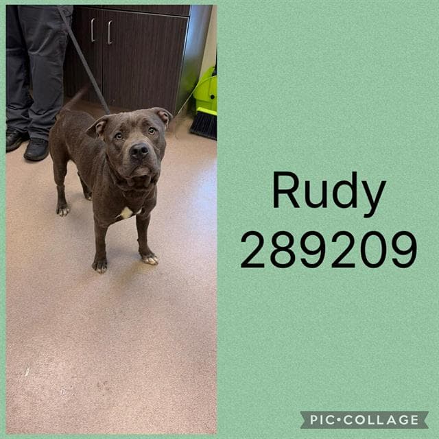 Rudy - Pit Bull Terrier