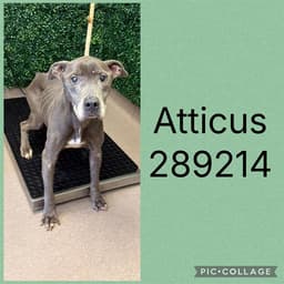 Atticus image 1